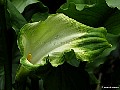 Green Arum Lily, File# 6503. Photographer: Susan