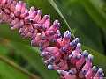 Pink & blue Bromeliad Flower, File# 7356. Photographer: Susan
