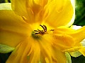 1-Daffodil, File# 3540. Photographer: Susan