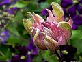 Clematis Proteus, Sparks, Nevada.<br> File####. Photographer: Christine