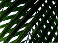 Crossed Palms, File# 5660. Photographer: Susan
