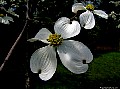 New York City, Floating dogwood in Central Park.<br> File# 3289. Photographer: Susan