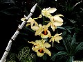 Pale-Yellow-Orchid, File# 2861. Photographer: Susan