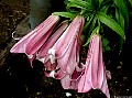 Aurelian lily, Pink Perfection, File# 4906. Photographer: Christine