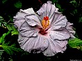 Purple Hibiscus, File# 3956. Photographer: Susan