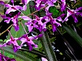 Purple Orchid, File# 3931. Photographer: Susan