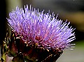 Artichoke flower, File# 8969. Photographer: Susan