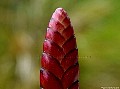 Bromeliad Flower, File# 7854. Photographer: Susan