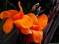 Orange canna lily, File# 8675. Photographer: Susan