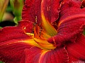 Bronze-red, Day Lily, File# 7639. Photographer: Susan