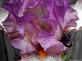 Bearded Iris, File# 3634. Photographer: Christine