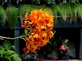 Orange Orchid, File# 6559. Photographer: Susan