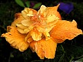Orange hibiscus, File#9186. Photographer: Susan