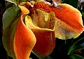 Orange orchid, File# 0495. Photographer: Susan