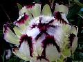 Protea Nerifolia Alba. Hahei Coromandel. New Zealand.<br> File# 9669. Photographer: Susan