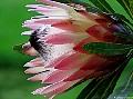 Protea Pink Perfection. Hahei Coromandel. New Zealand.<br> File# 9666. Photographer: Susan