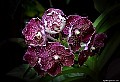  Purple Spotted Orchid, File# CS2783. Photographer: Susan