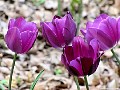 Four purple tulips, File# 2801. Photographer: Susan