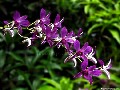 Purple Orchid, File# 6347. Photographer: Susan
