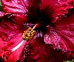Red Hibiscus. Rarotonga, Cook Islands.<br> File# 6121. Photographer: Susan
