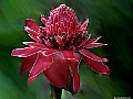 Torch Lily. Rarotonga, Cook Islands.<br> File# 5888. Photographer: Susan