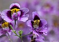 Purple flower, File# CS1148. Photographer: Susan