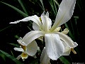 White Dutch Iris, File# 3998. Photographer: Susan