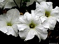 White Petunia, File# 7729. Photographer: Susan