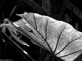 White veined leaf, File# 8531. Photographer: Susan