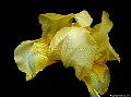 Yellow Iris.File# 8306. Photographer: Susan