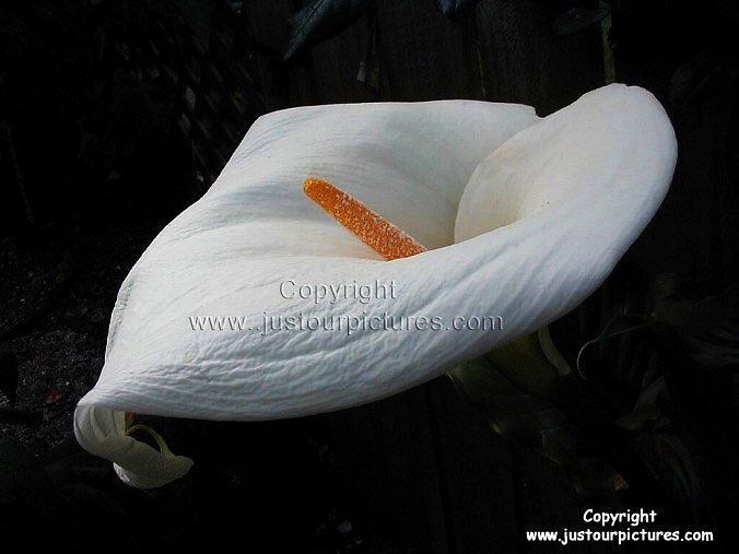 Arum Lily