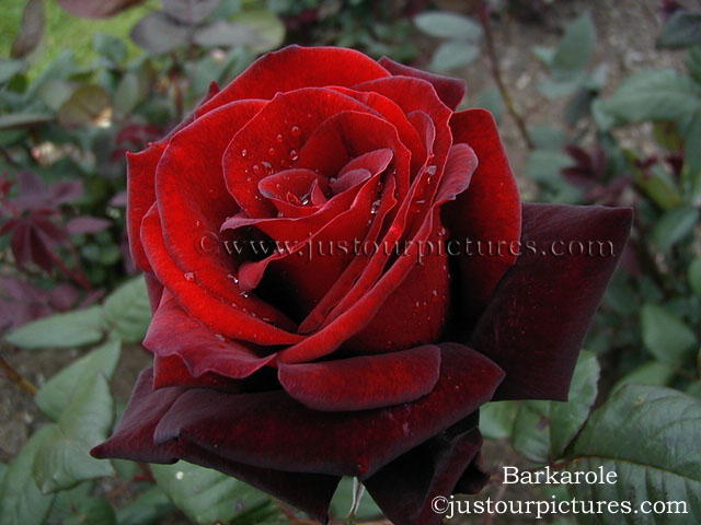 Taboo rose picture ~Just our Pictures of Roses