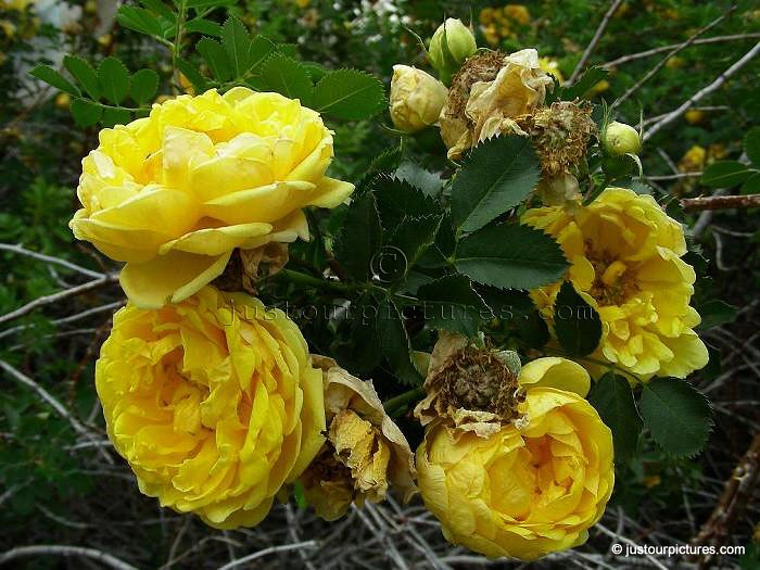 Harison's Yellow rose