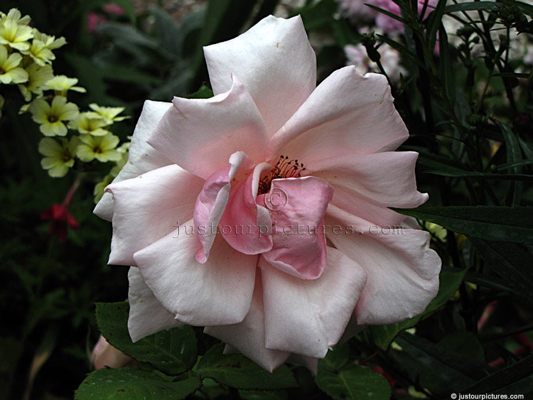 Rosa Lace Cascade 'JACarch' (Lace Cascade rose)