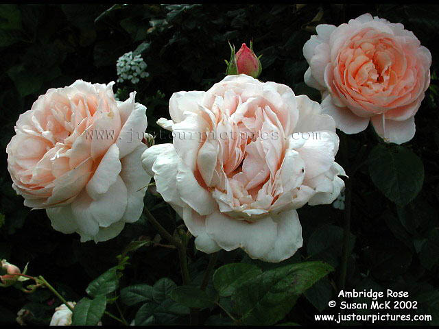 ambridge-rose