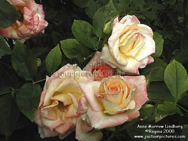Anne Morrow Lindberg rose
