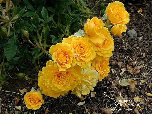 Beehive Gold rose