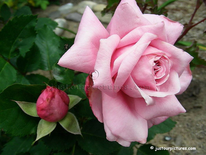 Belinda's Dream rose