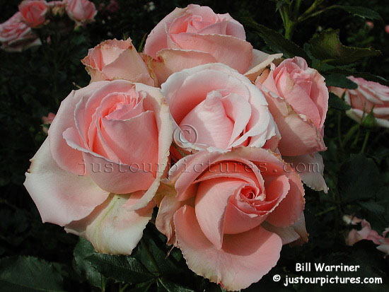 bill-warriner-rose