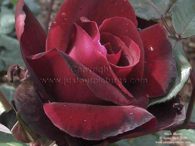 Black Beauty rose