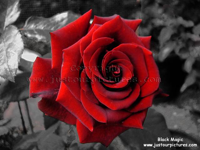 black and rose