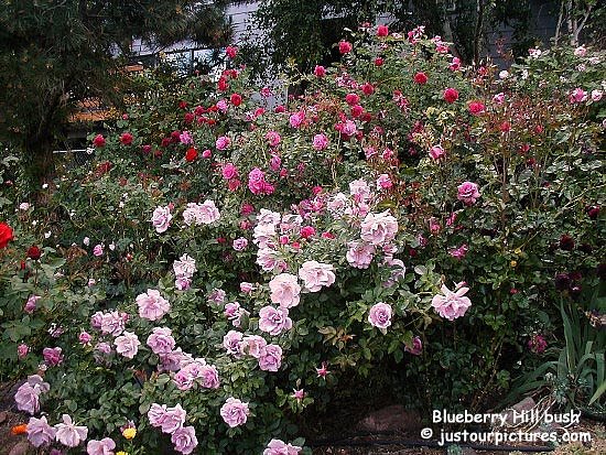 blueberry-hill-rose-bush