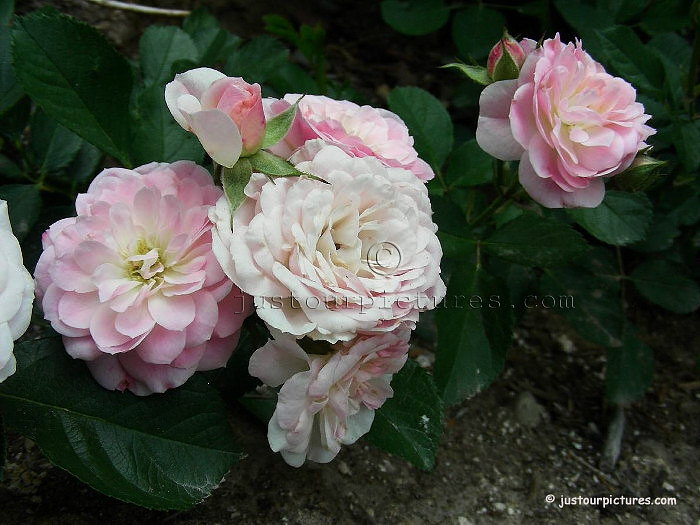 Bouquet Parfait rose