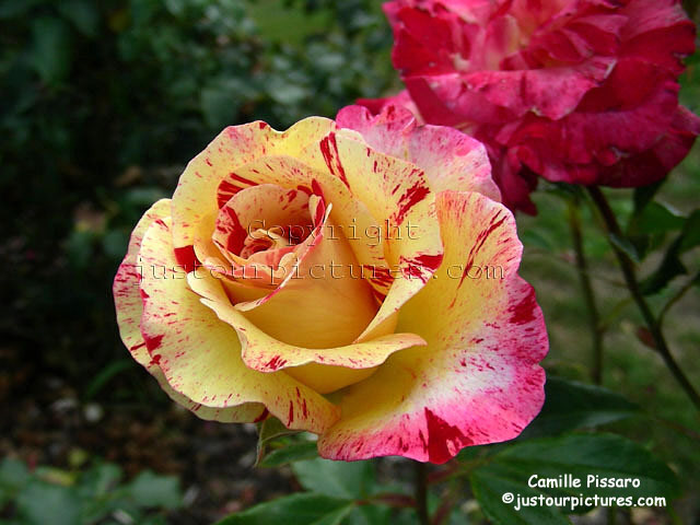 Camille Pissarro rose