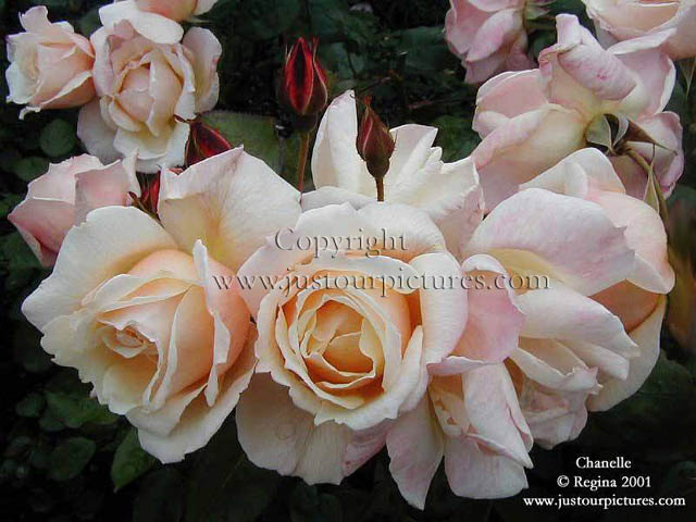 Chanelle rose