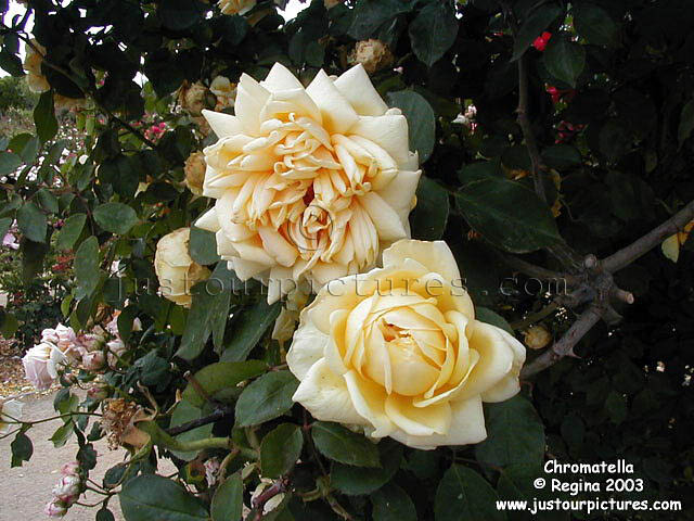 Chromatella rose