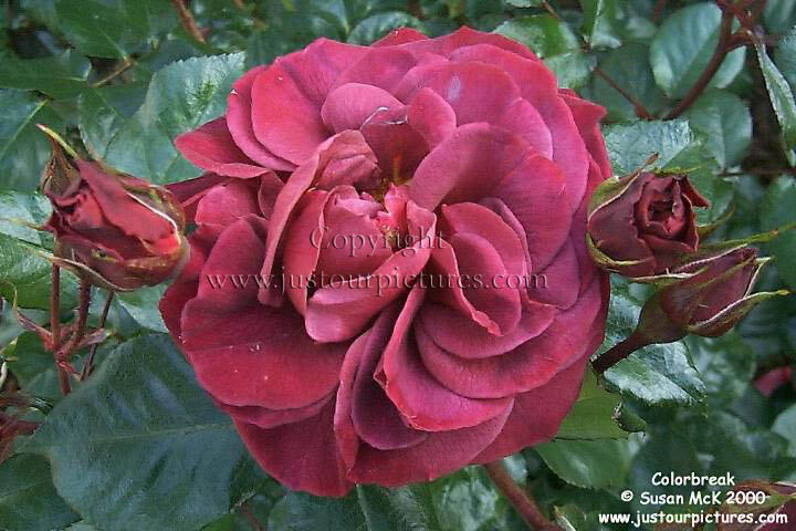Colorbreak rose