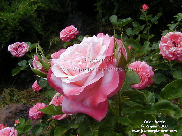 Color magic rose