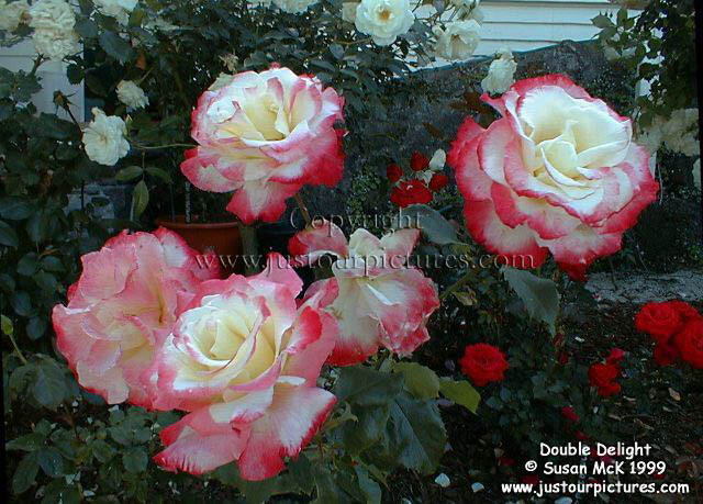 Double Delight rose