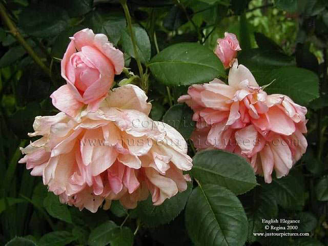 English Elegance rose